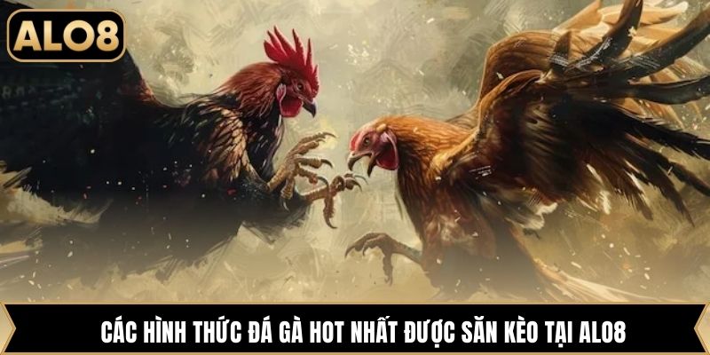 Các hình thức đá gà hot nhất được săn kèo tại Alo8