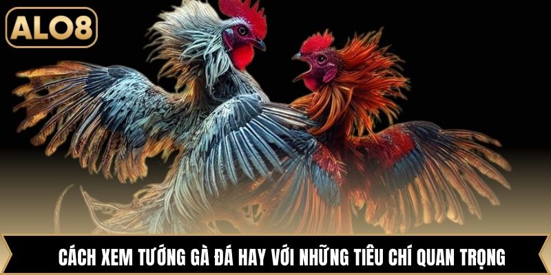 Cách xem tướng gà đá hay với những tiêu chí quan trọng