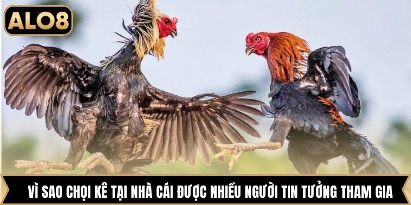 Vì sao chọi kê tại nhà cái được nhiều người tin tưởng tham gia